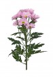 Хризантема Розовая (Кустовая)