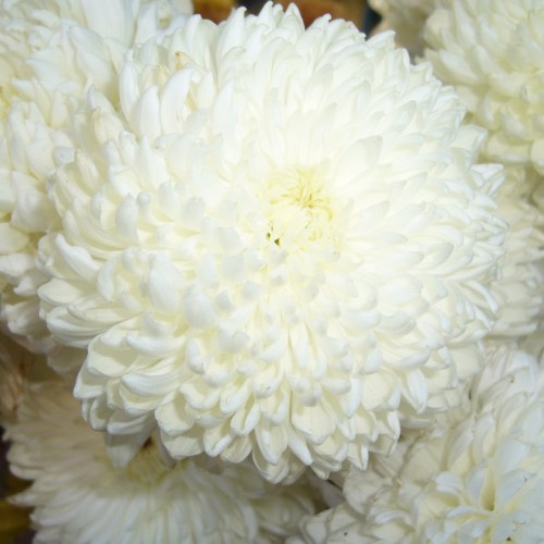 Хризантема Деко Хризантема Деко