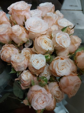 Кустовая роза Премиум 50 в ассортименте 